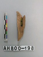 藏品(獸骨殘骸)的圖片